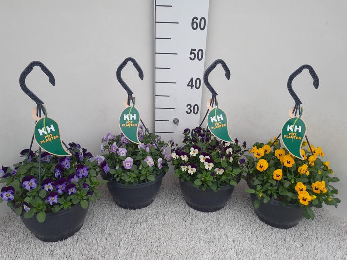 <h4>VIO CO MIXK</h4>