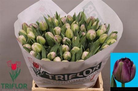 <h4>Tu Du Saigon Double</h4>