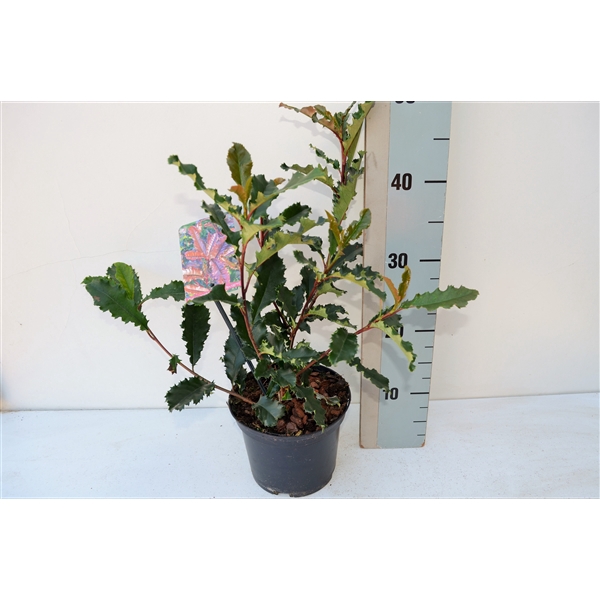 Photinia serratofolia Chrunchy PBR