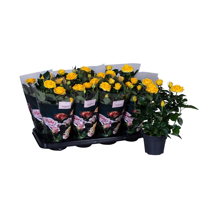 <h4>Nolina Roses Ø 13 cm Yellow st. 2-3</h4>
