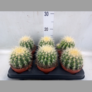 Echinocactus grusonii