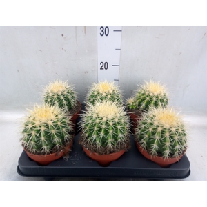 Echinocactus grusonii