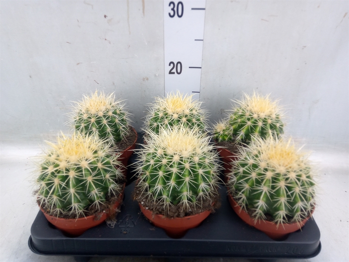 <h4>Echinocactus grusonii</h4>