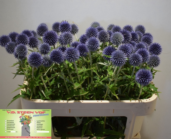 <h4>ECHIN BA BLUE GLOBE</h4>