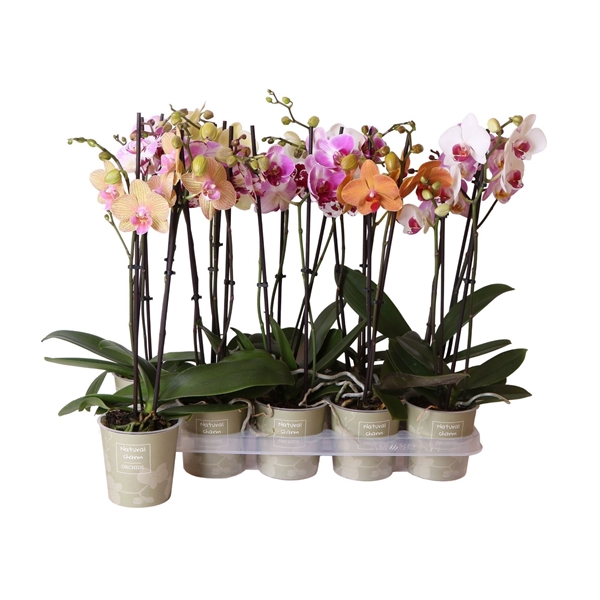 <h4>Phalaenopsis Natural Charm mix 2 spike 12 cm</h4>