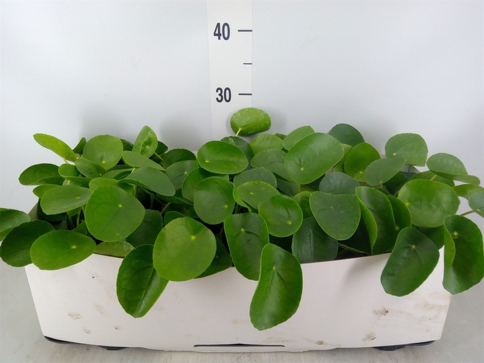<h4>Pilea peperomoides</h4>