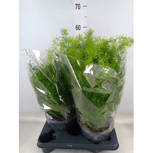 Asparagus dens. 'Sprengeri'