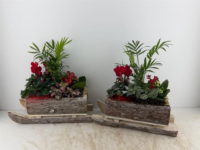 <h4>Arr (7) Arreslee Xl</h4>