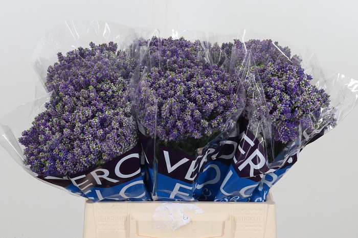 <h4>Veron Smart Fountain Spray</h4>