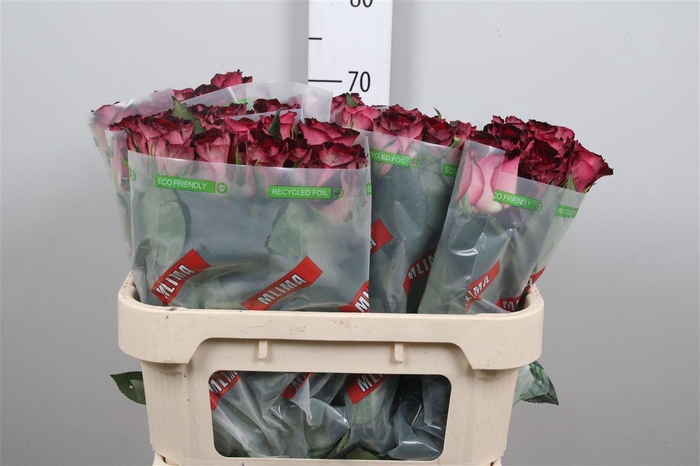 <h4>R Gr Scarlet Ruby</h4>