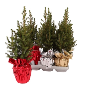 PICEA GL DECEMBER