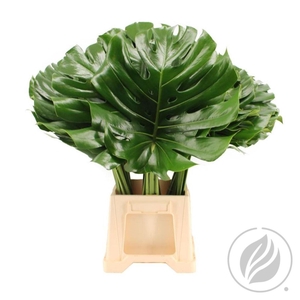 Monstera Blad 23cm