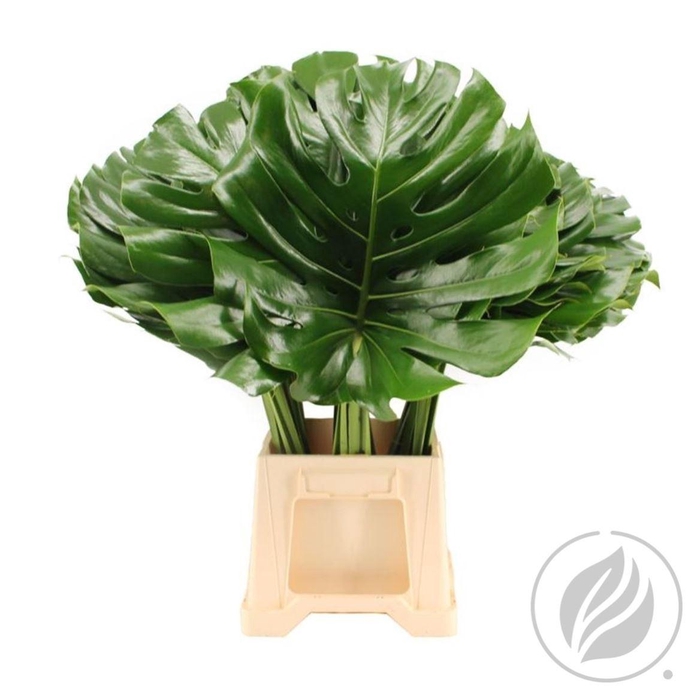 <h4>Monstera Blad 27cm</h4>