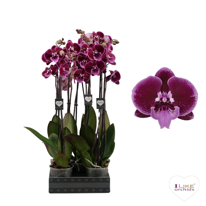 <h4>Phalaenopsis Lembongan - 2 tak 80cm</h4>