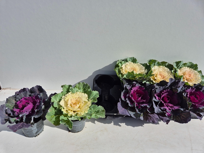 <h4>BRASSICA (SIERKOOL)</h4>