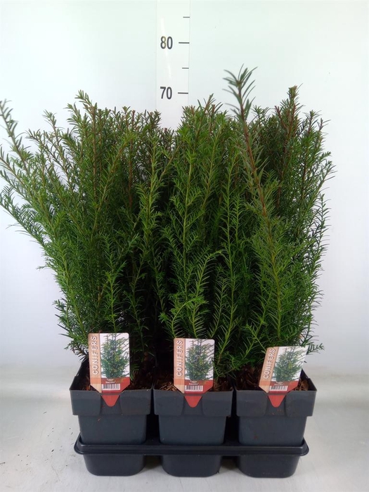 <h4>Taxus baccata</h4>