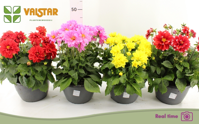 <h4>DAHL L ME GEM</h4>