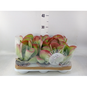 Kalanchoe NF thyrsiflora