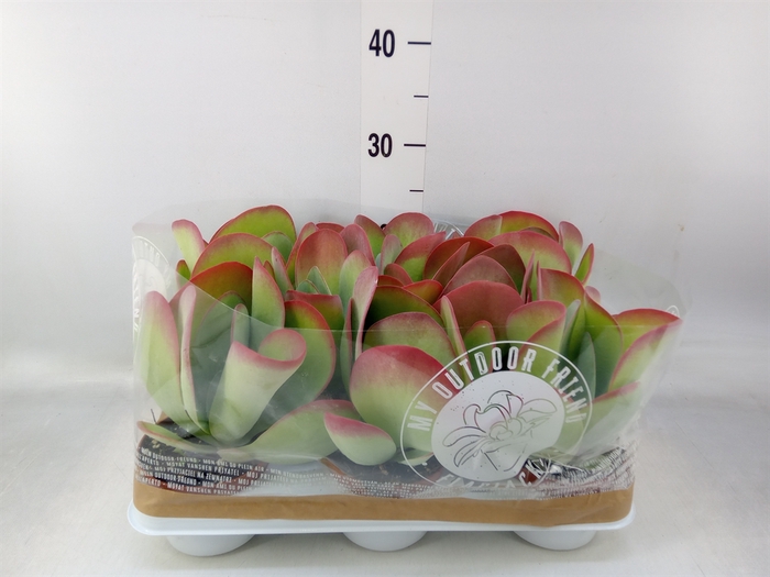 <h4>Kalanchoe NF thyrsiflora</h4>