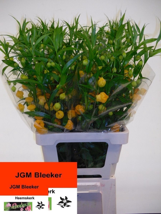 <h4>Sandersonia J Bleeker</h4>