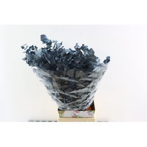 Pres Euca Stuartiana Blue Bunch