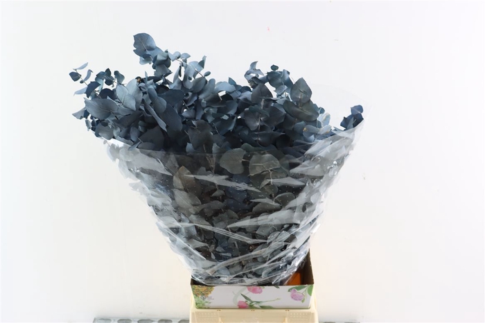 <h4>Pres Euca Stuartiana Blue Bunch</h4>