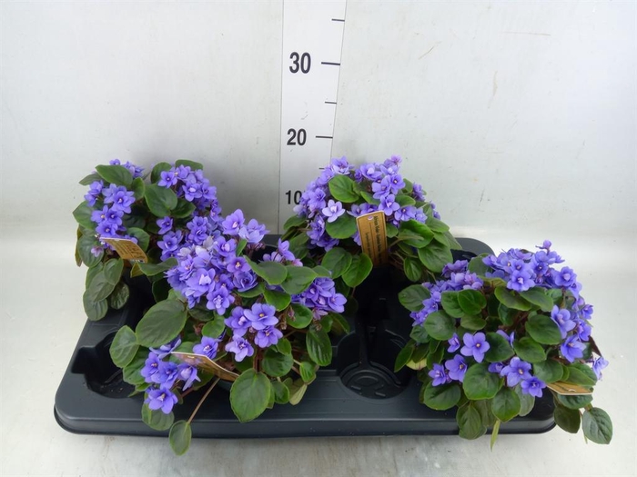 <h4>Saintpaulia   ...</h4>