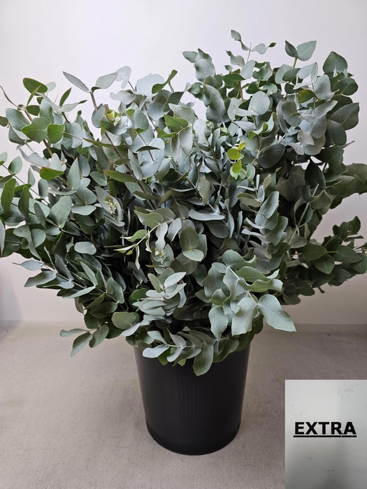 <h4>EUC CINEREA PB</h4>