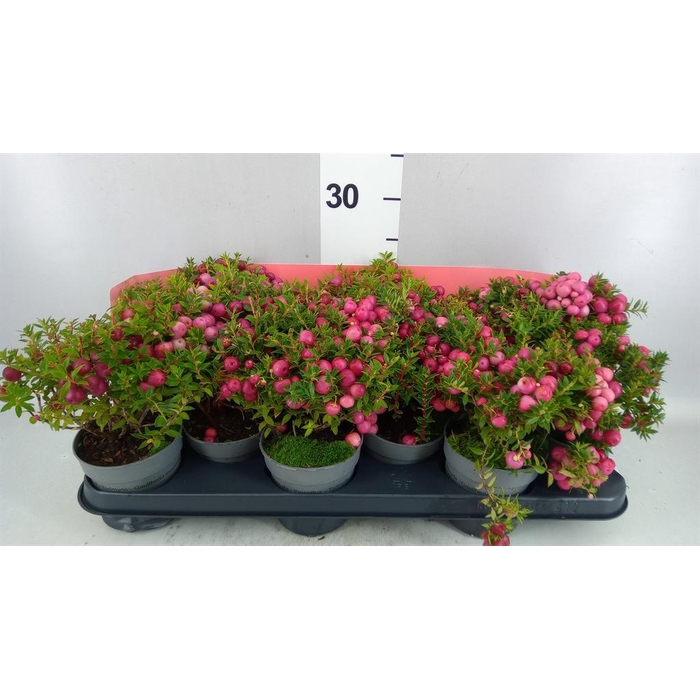 <h4>Gaultheria mucronata</h4>
