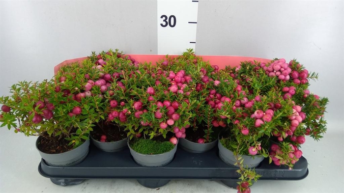Gaultheria mucronata