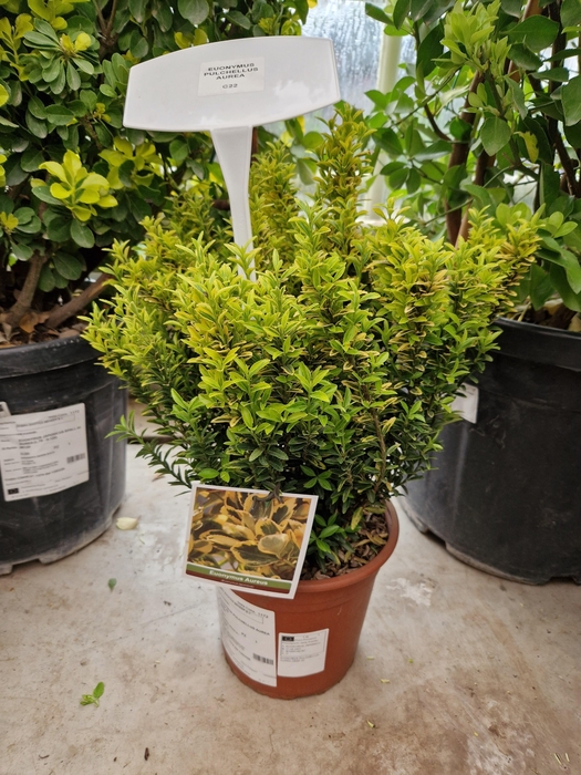 <h4>EUONYMUS OV</h4>