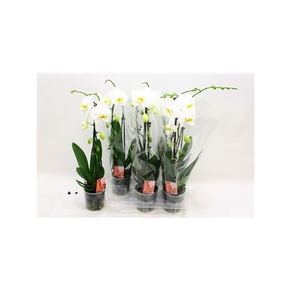 <h4>Phal El Cascade White 1 Branche 9+</h4>