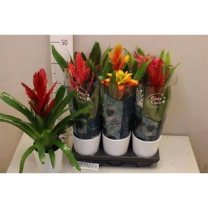BROMELIA GEM 6 SRT