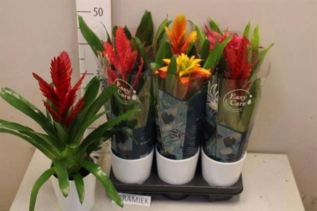 <h4>ARR BROMELIA</h4>