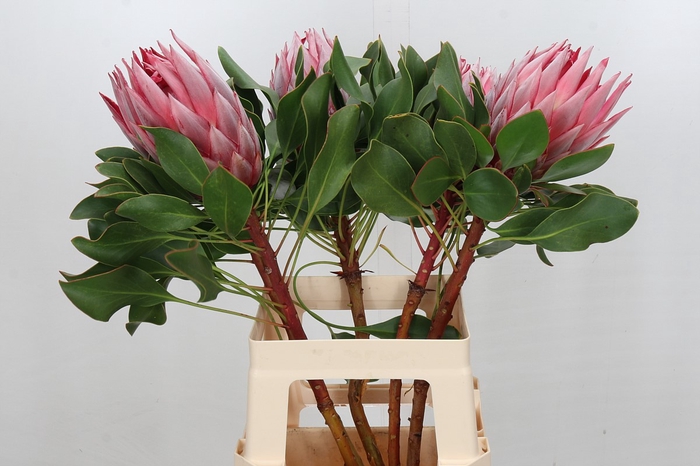 <h4>Protea Cynaroides Stellar</h4>