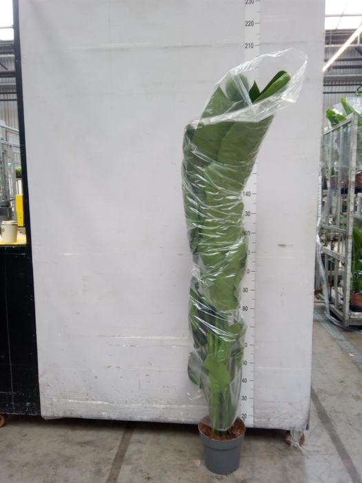 <h4>Strelitzia nicolai</h4>