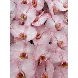Phal Coloured Candy