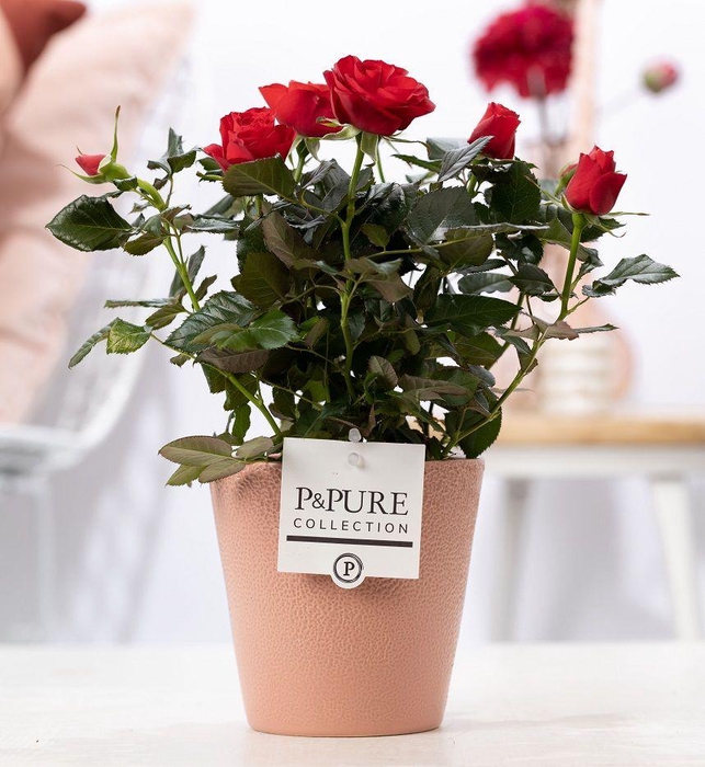 <h4>Rosa red in P&PURE Ruby ceramics soft terra</h4>