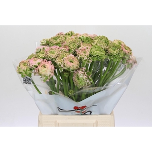 Ranunculus Pon Pon Aurora