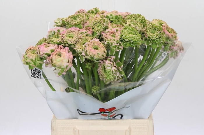 <h4>Ranunculus Pon Pon Aurora</h4>