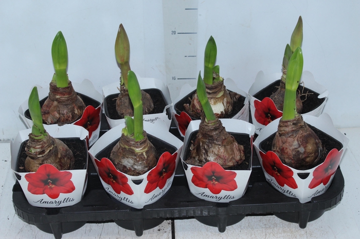 <h4>AMARYLLIS P14</h4>