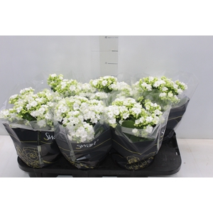 KAL. DOBRADO P15 BRANCO
