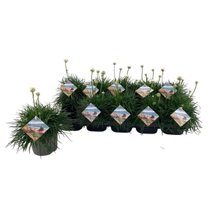 Armeria Maritima wit