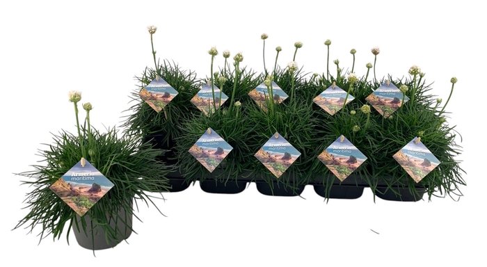 <h4>Armeria Maritima wit</h4>