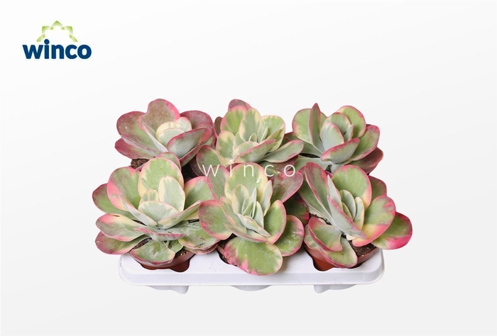 <h4>Kalanchoe Thyrsiflora Variegata</h4>