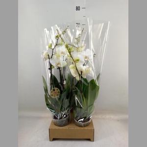 Phalaenopsis   ...white