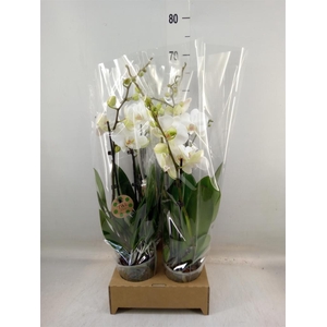 Phalaenopsis   ...white