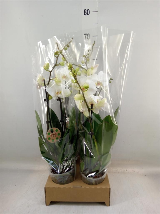 <h4>Phalaenopsis   ...white</h4>