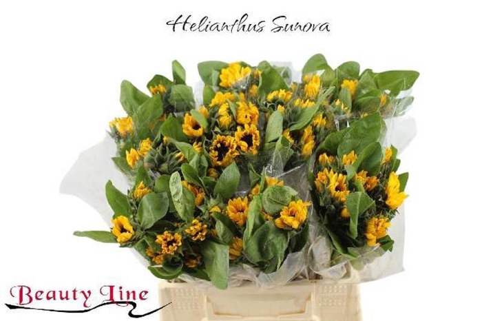<h4>Helianthus Sunova Small Beauty</h4>