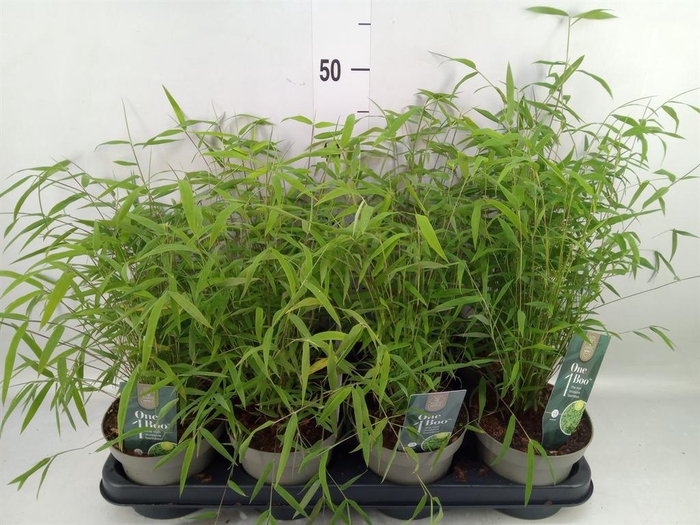 Fargesia angustissima